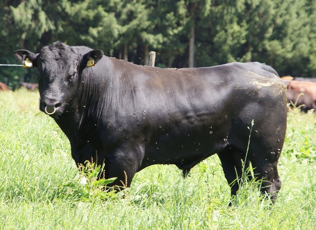 BLACKANGUS.rocks